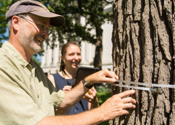 Tree inventories