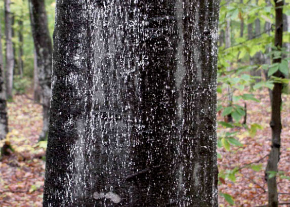 Beech Bark Disease