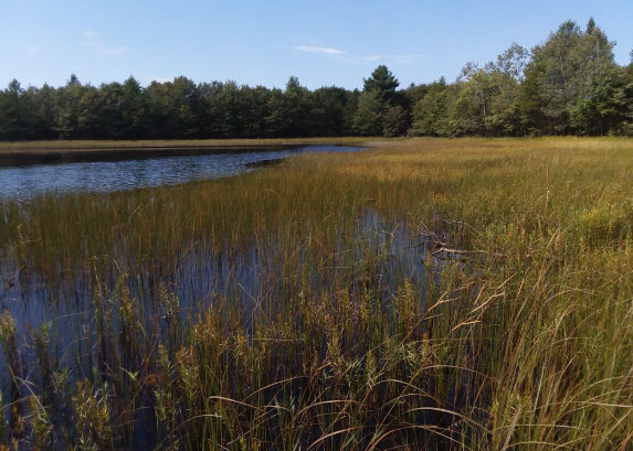 Wetland Forest Habitat Type Classification System for Northern Wisconsin