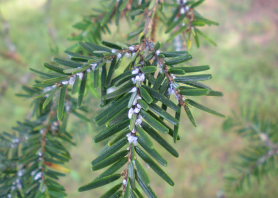 Hemlock woolly adelgid