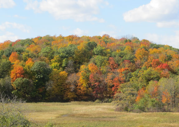 County Forest Certification