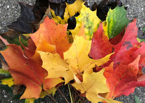 Urban Forestry Consultants