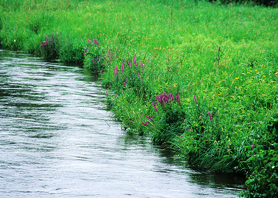 Wetland Invasive Species