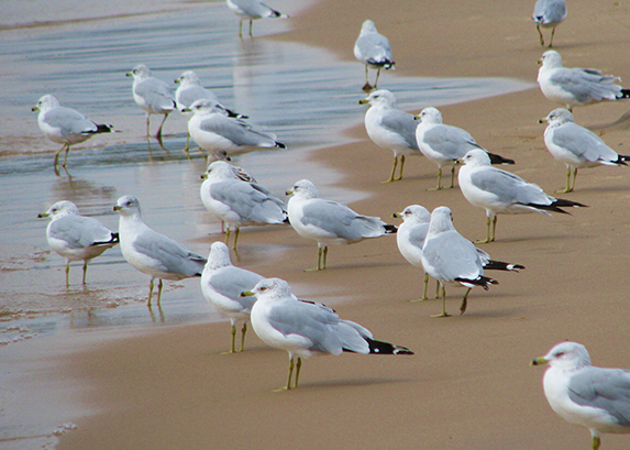 Wisconsin's Beach List