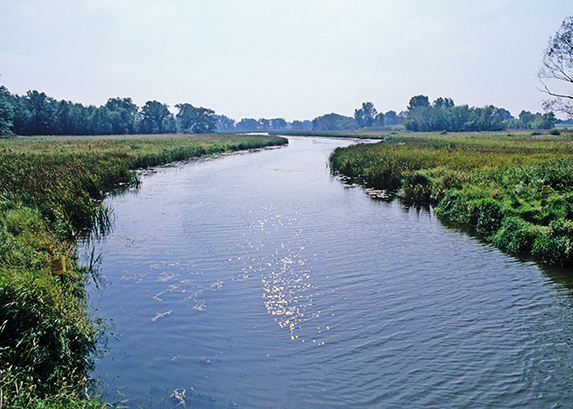 Resources on Shoreland Restoration