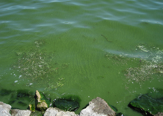 Blue-Green Algae