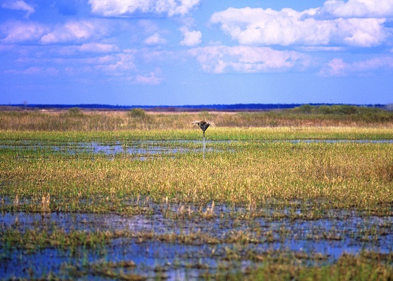 Ponds and Habitat Projects