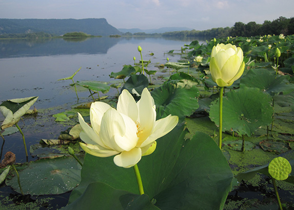 Mississippi River Endangered Resources