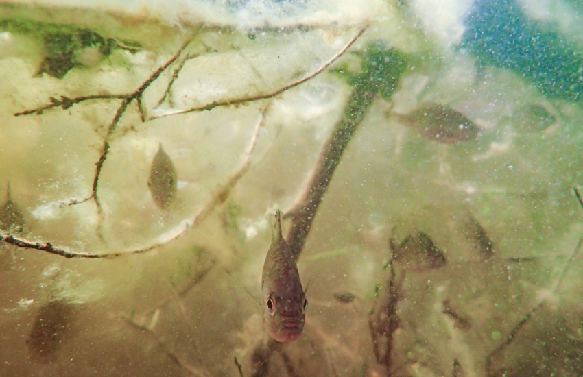 A tree that has fallen in the water gives perfect shelter to a group of panfish.