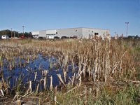 Wetland scrape near a car dealership