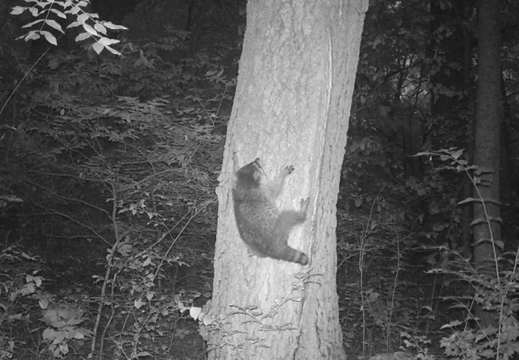 A raccoon clings to a tree, attempting to climb it