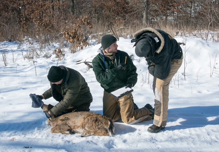 Collaring deer