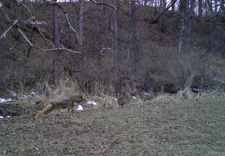 A coyote stretches after a nap in wintery scenery