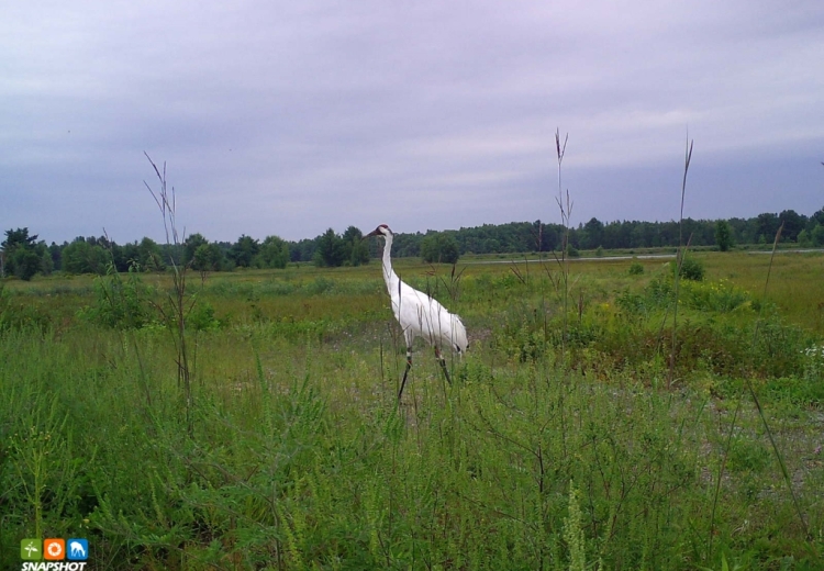 A large white whooping crane walks across a green, grassy area on a gray, cloudy day.