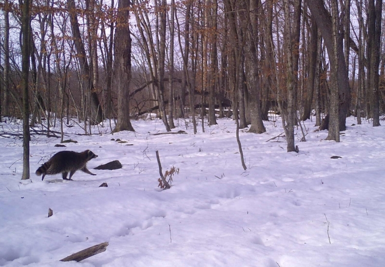 Determined raccoon marching through the snow.