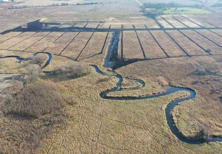 wetland