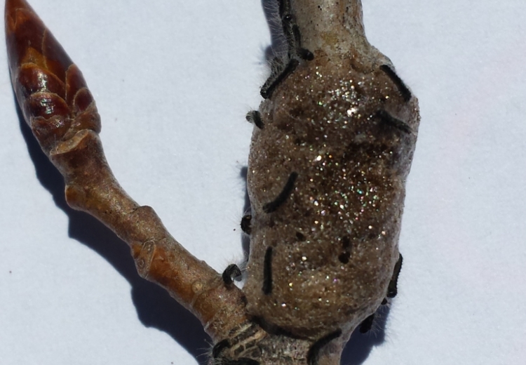 Forest tent caterpillar egg mass. 