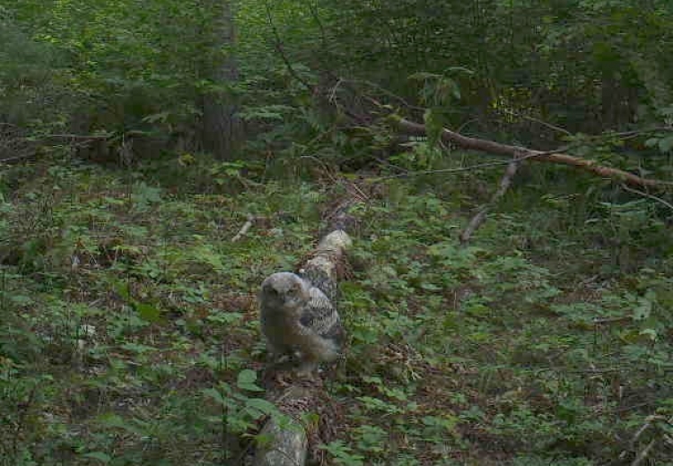 Great-horned owl ledgling in Ashland County