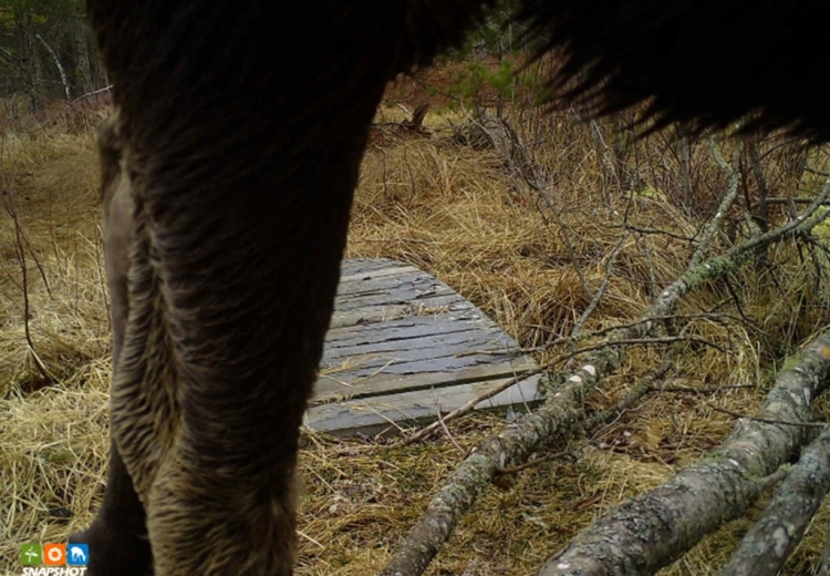 The photos shows a close up of the back leg of a moose who was walking by the trail camera.