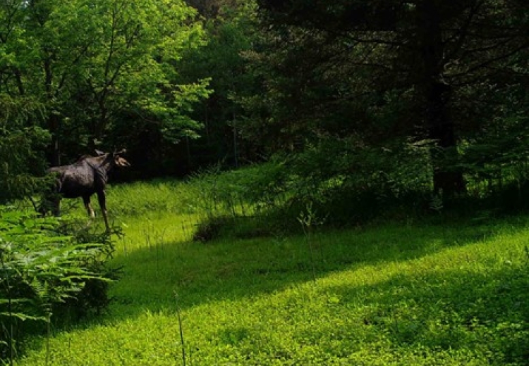 A bright sun shines from behind a large moose walking through a forest during autumn.