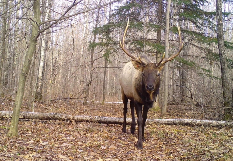 A bull elk walks though fall foliage.