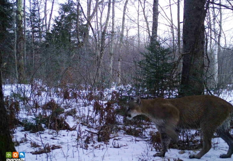 A tan cougar walks through a snowy forest.