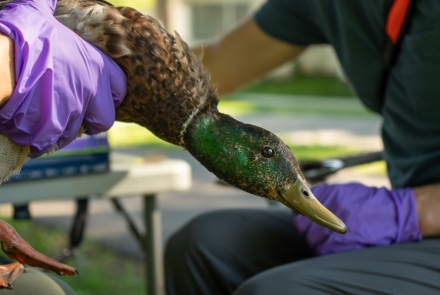 A mallard drake with brilliant green plumage is being held by researchers' gloved hands.