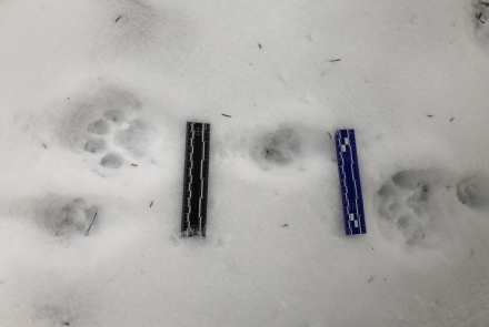 Cougar tracks in the snow