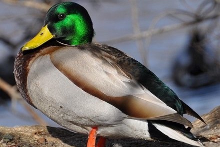 Mallard on log.