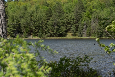 A summer view of Mystery Lake through spruce tree branches. 