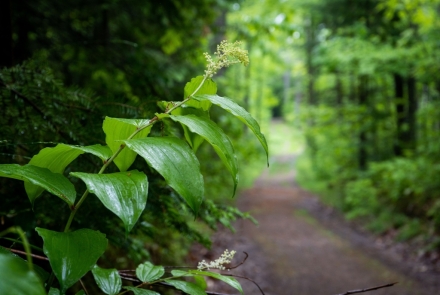 False Solomon's Seal point down a wooded trail towards Pallette Lake.