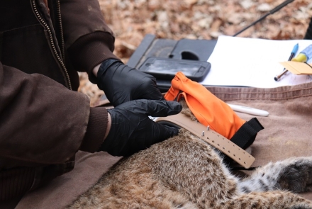 Applying a bobcat collar