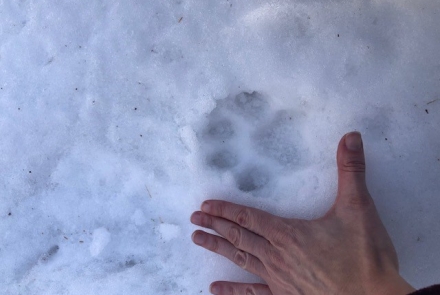 Cougar track in snow