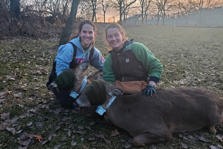 Two female researchers smile for the camera as they collar two white-tailed deer.