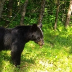 Black bear with its tongue hanging out