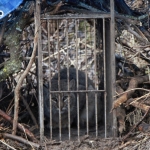 Captured bobcat looking at the researchers