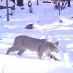 A bobcat walks through a snowy forest.