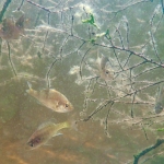 A fallen tree trunk near the shore provides micro-habitats for fish species