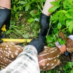 In a dense green setting, two individuals wearing gloves are measuring a collared fawn. The fawn has a tracking collar and is surrounded by foliage. One person holds a measuring tape, while the other carefully positions the fawn.