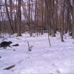 Determined raccoon marching through snow