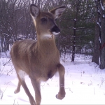 Doe prancing through the snow