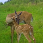 A doe nuzzles her spotted fawn in a field of green grass.