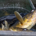 Two walleye in a net