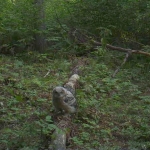 Great-horned owl ledgling in Ashland County