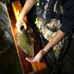 Measuring walleye length at night