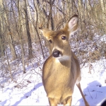 Inquisitive doe looking at the camera 