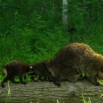 Four young raccoons follow behind their mother on a log.