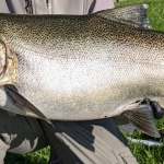 Chinook Salmon