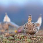 Sharp-tailed grouse lek