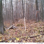 Two deer in the forest stand near the 5m post and 15m flag